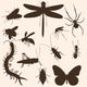 Vector Set of  Insects Silhouettes Wall Mural