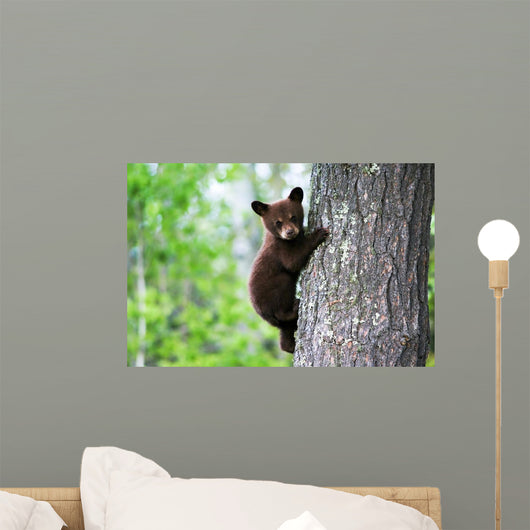An American Black Bear Cub Clings to the Side of the Tree