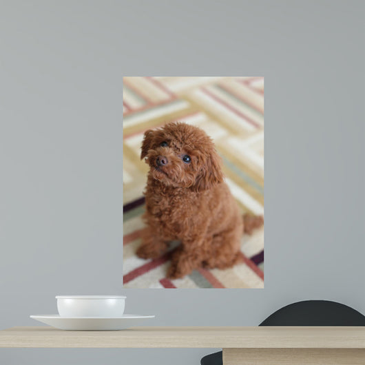 Toy Poodle