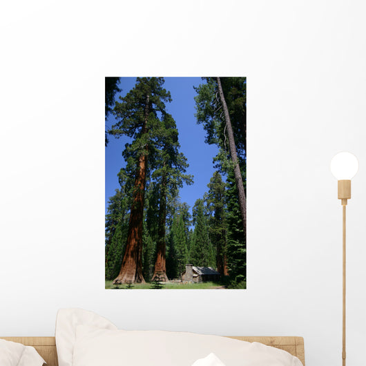 Big Sequoias in Yosemite National Park Wall Mural
