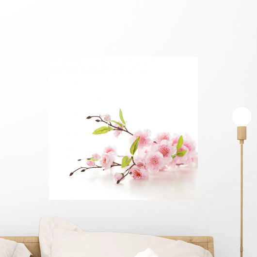 Cherry blossoms