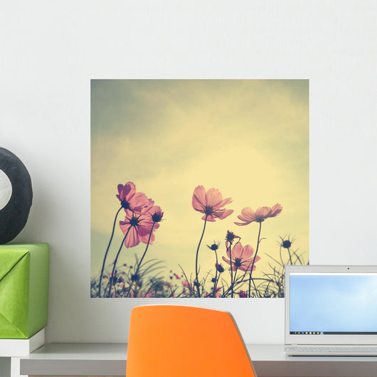 Vintage Cosmos flowers in sunset time