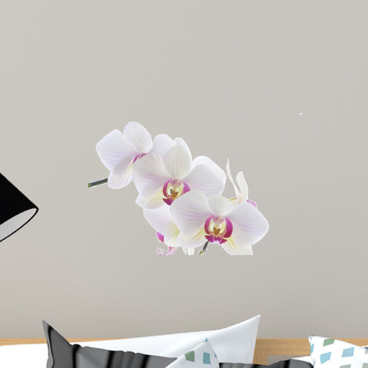 Orchid White