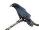 Raven Wall Decal