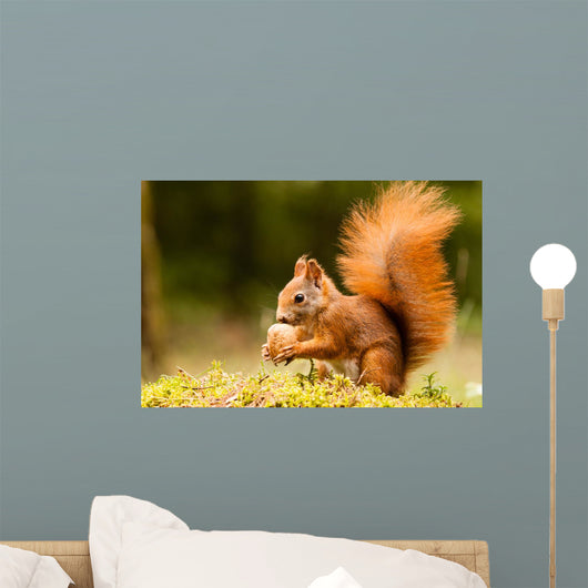 Squirrel With Nut