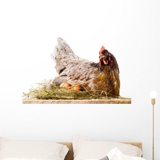 Chicken in nest with eggs isolated on white Wall Decal