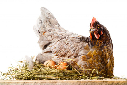 Chicken in nest with eggs isolated on white Wall Decal