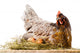Chicken in nest with eggs isolated on white Wall Decal