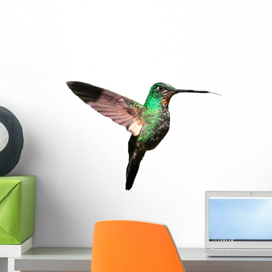 Tyrian Metaltail Hummingbird in Ecuador (white Background)