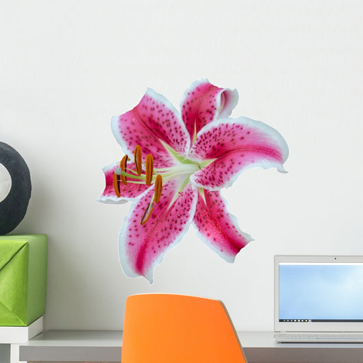 Pink Lily Flowers