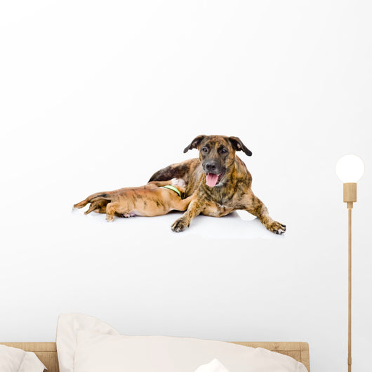 Adult Dog Feeds the Puppies. Isolated on White Background