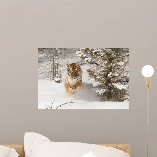Siberian Tiger running in snow