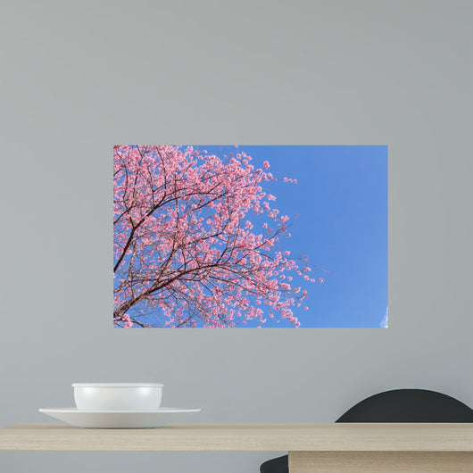 Pink cherry blossom sakura