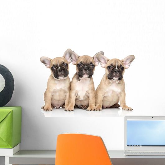 French Bulldog Puppies