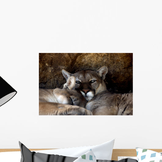 Animal - Cougar (puma Concolor Stayleyanan) Wall Mural