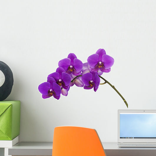 Dark purple orchid isolated on white background Wall Decal