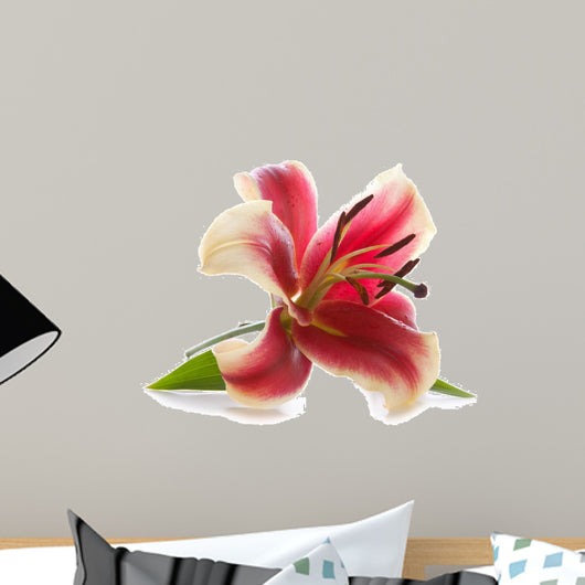 Pink lily isolated on white background. Wall Decal