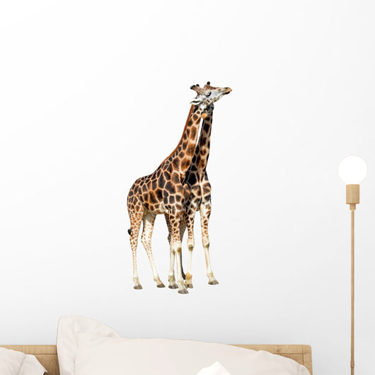 Loving Giraffes Isolated on White Background