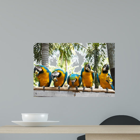 Macaw.