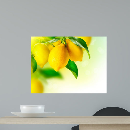 Lemon. Ripe Lemons Hanging on a Lemon tree. Growing Lemon