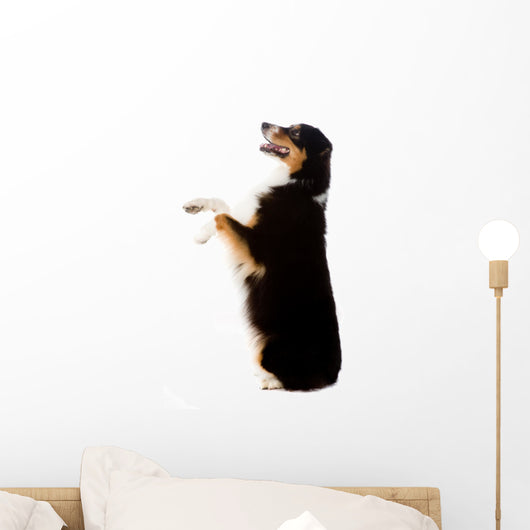 An Australian Shepherd Dog Photographed in Studio Wall Decal