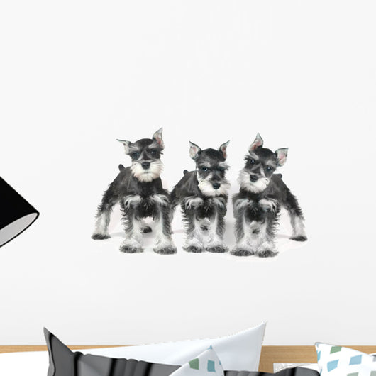 Cute Baby Miniature Schnauzer Puppy Dog on White Wall Decal