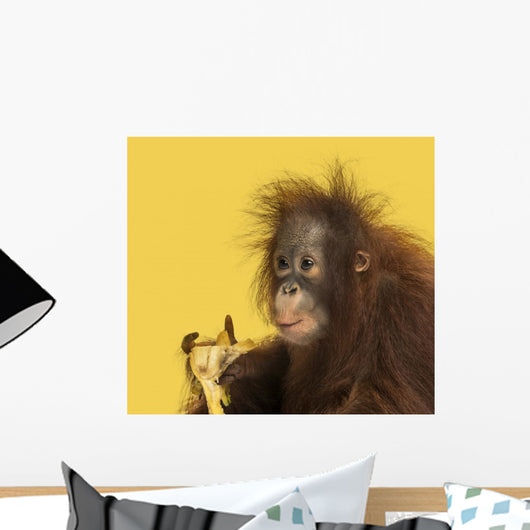 Close-up of a Young Bornean Orangutan Eating a Banana