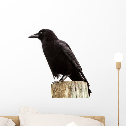 American Crow Black Bird on Wood Pole in California Wall Decal