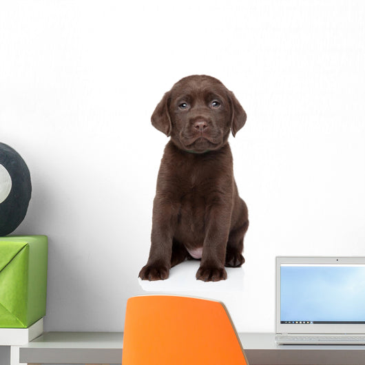 Chocolate Labrador Puppy Portrait