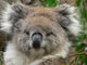 Koala Wall Mural