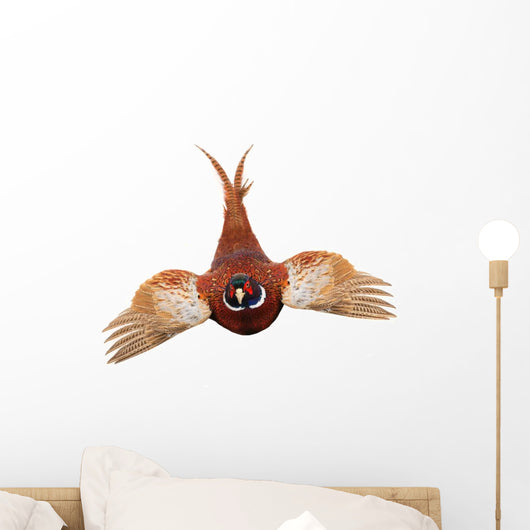 Pheasant