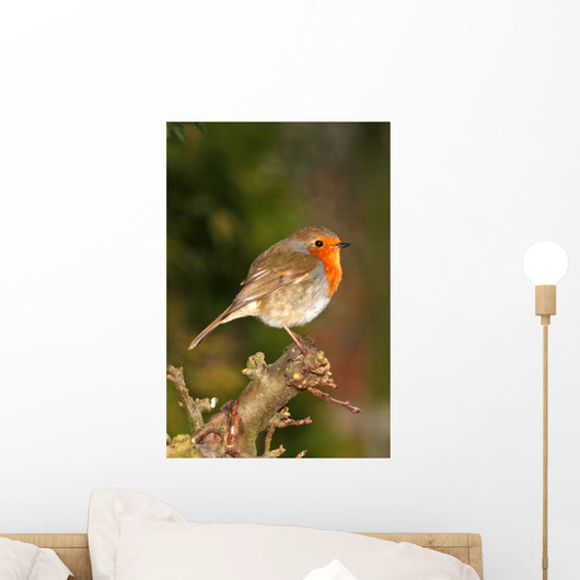 Robin on Twig Wall Mural