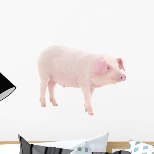 Pig on white