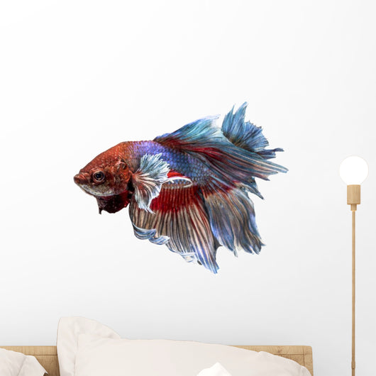 Siamese Fighting Fish .clipping Path Included.