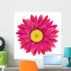 Pink Gerbera