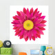 Pink Gerbera