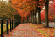 Fall Colors in Redmond Wall Mural