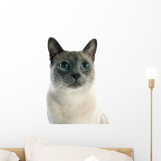 Siamese Cat