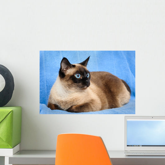 siamese cat closeup
