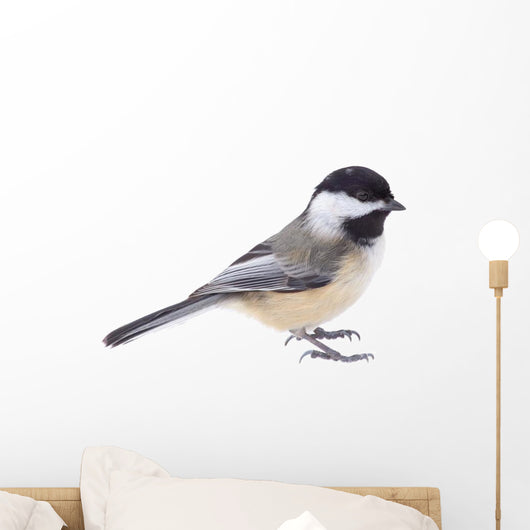 Black-capped Chickadee, Poecile atricapilla, Isolated Wall Decal