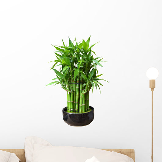 bamboo in a pot Wall Decal
