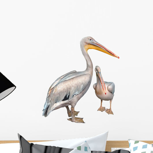 Pelicans