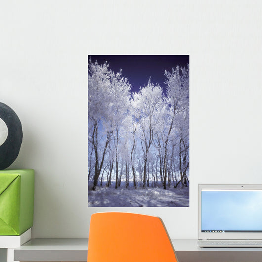 Frost And Snow Covered Trees Wall Mural
