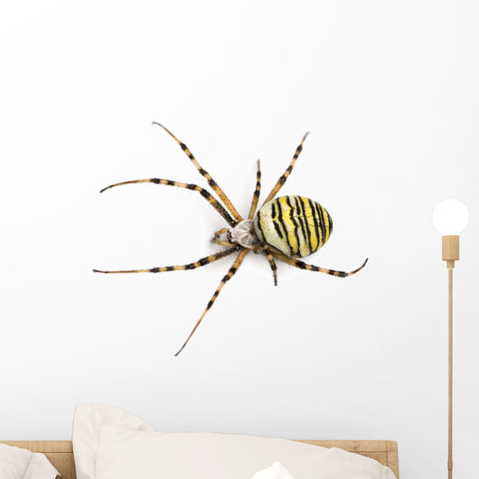 Wasp Spider Viewed from up High, Argiope Bruennichi, Isolated Wall Decal