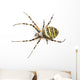 Wasp Spider Viewed from up High, Argiope Bruennichi, Isolated Wall Decal