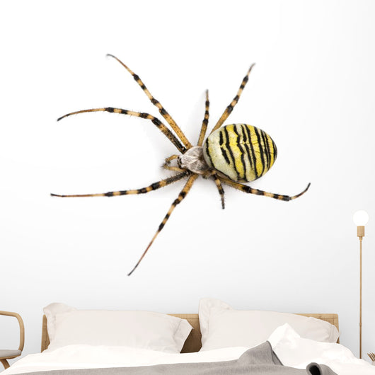 Wasp Spider Viewed from up High, Argiope Bruennichi, Isolated Wall Decal