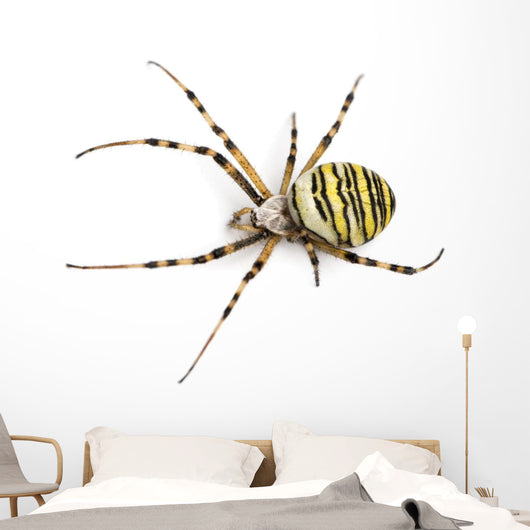 Wasp Spider Viewed from up High, Argiope Bruennichi, Isolated Wall Decal