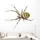 Wasp Spider Viewed from up High, Argiope Bruennichi, Isolated Wall Decal