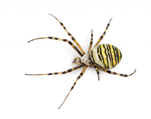 Wasp Spider Viewed from up High, Argiope Bruennichi, Isolated Wall Decal