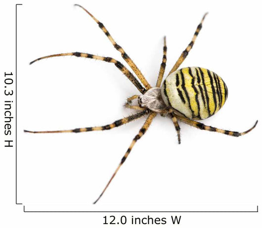 Wasp Spider Viewed from up High, Argiope Bruennichi, Isolated Wall Decal